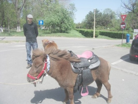 Au reapărut poneii la Perla